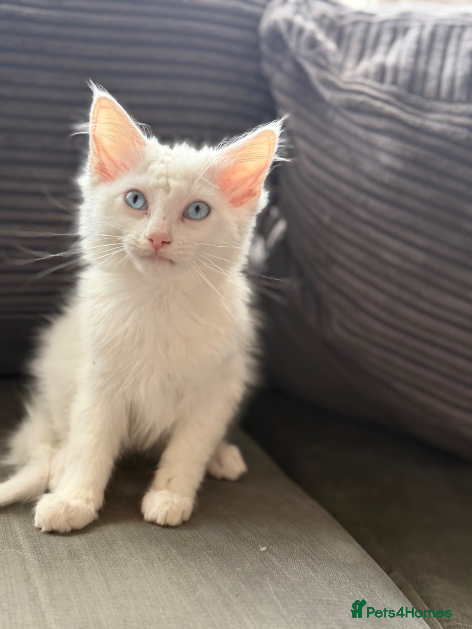 European cats for sale: £20-£50 kittens ready to go - Advert 4