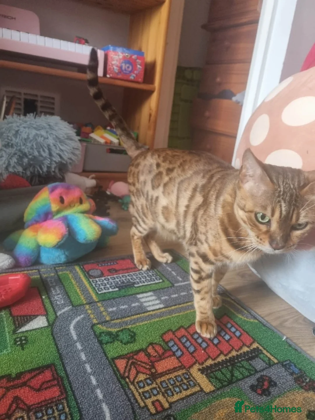 Bengal cats for sale: Stunning snow and brown bengal kittens - Advert 20