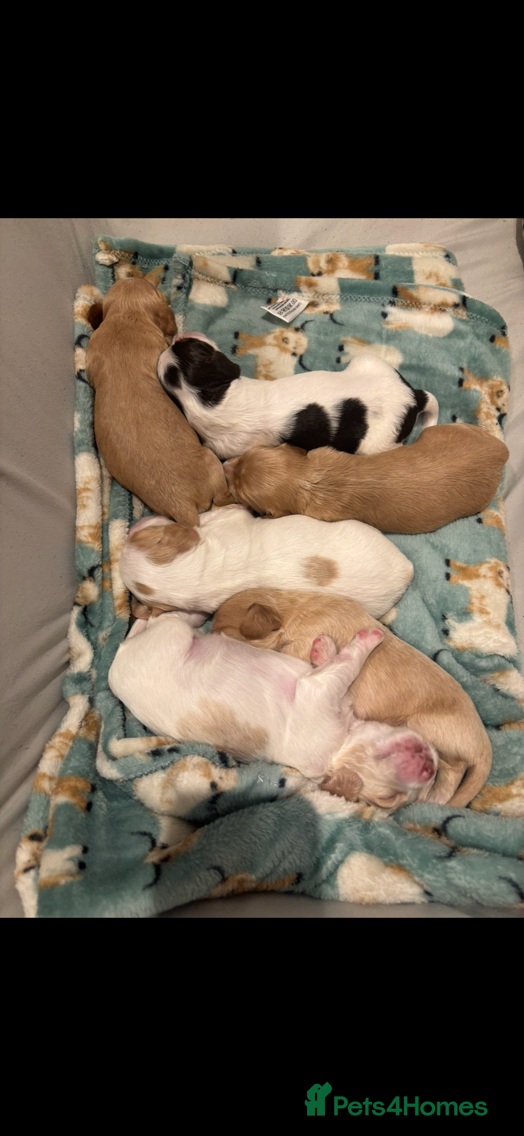 Cocker Spaniel dogs for sale: 5 beautiful working cocker spaniels 3 boys 2 girls - Image 16