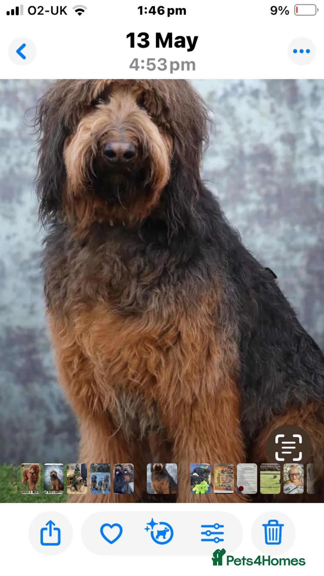 Mixed Breed dogs for sale: Shepadoodles extensively health tested parentage  - Advert 1