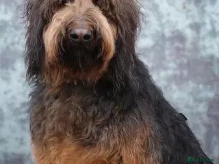 Mixed Breed dogs Shepadoodles extensively health tested parentage - Advert 3