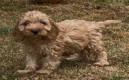 Cockapoo dogs for sale: Healthy Cockapoos ready to leave on the 29/08/25 - Image 6