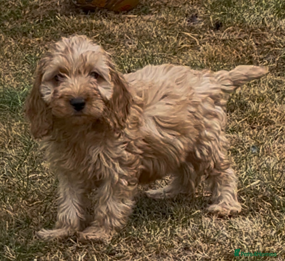 Cockapoo dogs for sale: Healthy Cockapoos ready to leave on the 29/08/25 - Image 6