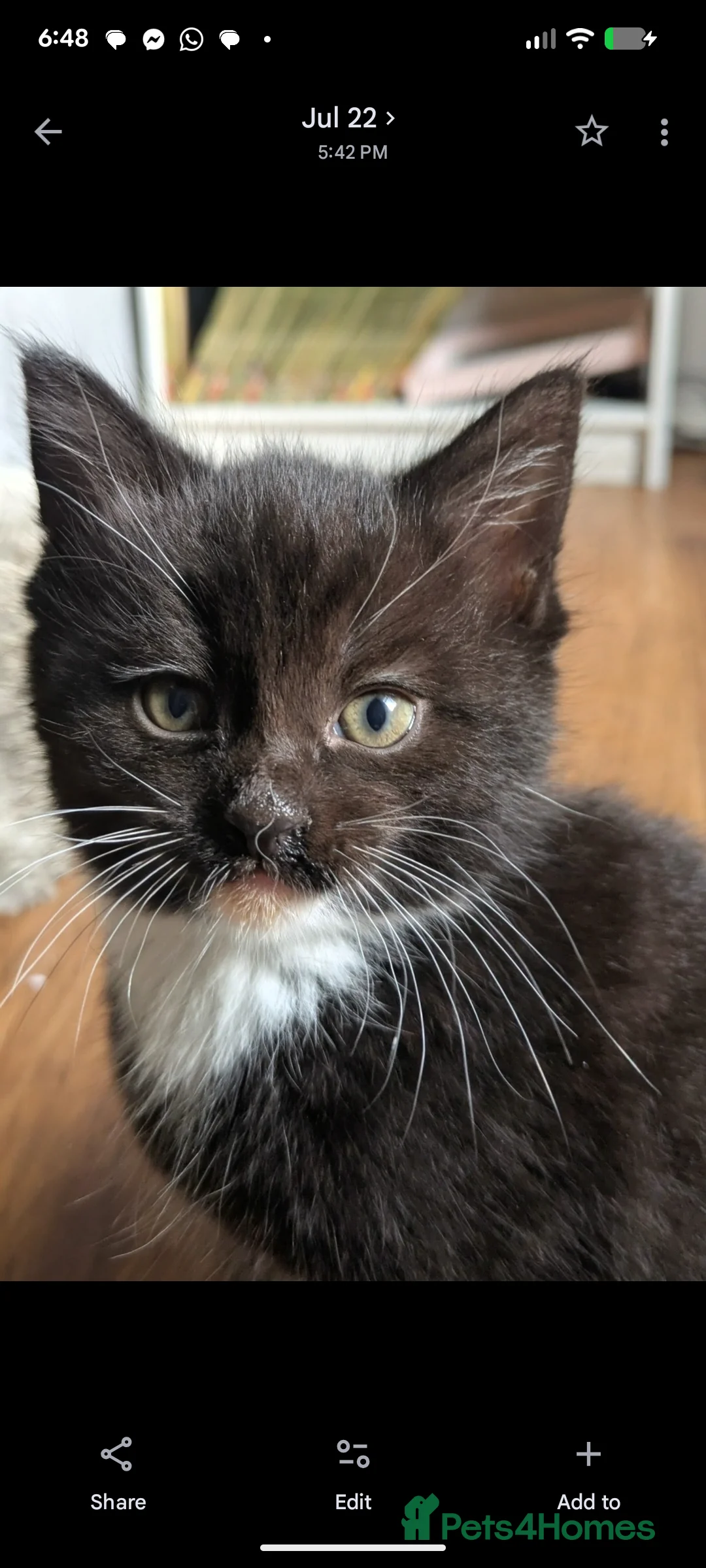 Mixed Breed cats for sale: 9 kittens ready for their forever home  - Advert 12