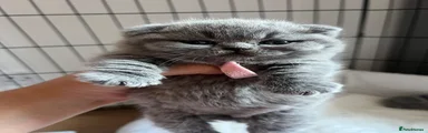 British Shorthair 1