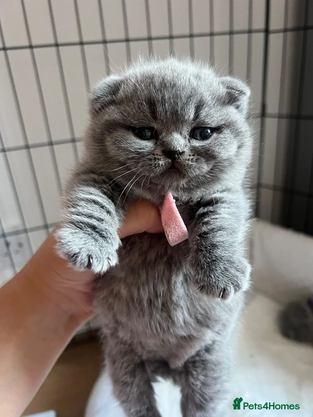 British Shorthair cats for sale:  💙 Beautiful Blue BS Kittens 1 Boy & 4 Girls 💗 in Taunton - Advert 2