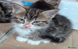 Domestic Shorthair cats for sale: 4 Playful Kittens Ready for Loving Homes!  - Image 9