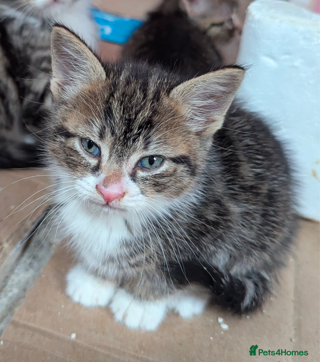 Domestic Shorthair cats for sale: 4 Playful Kittens Ready for Loving Homes!  - Image 9