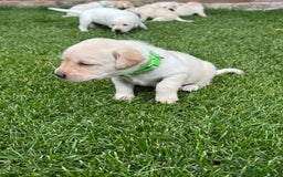 Labrador Retriever dogs for sale: Stunning KC Reg Yellow Labrador Puppies - Image 10