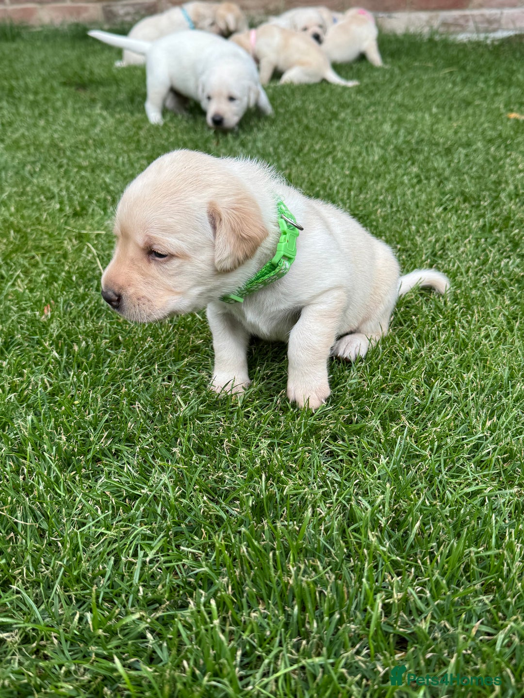 Labrador Retriever dogs for sale: Stunning KC Reg Yellow Labrador Puppies - Image 10
