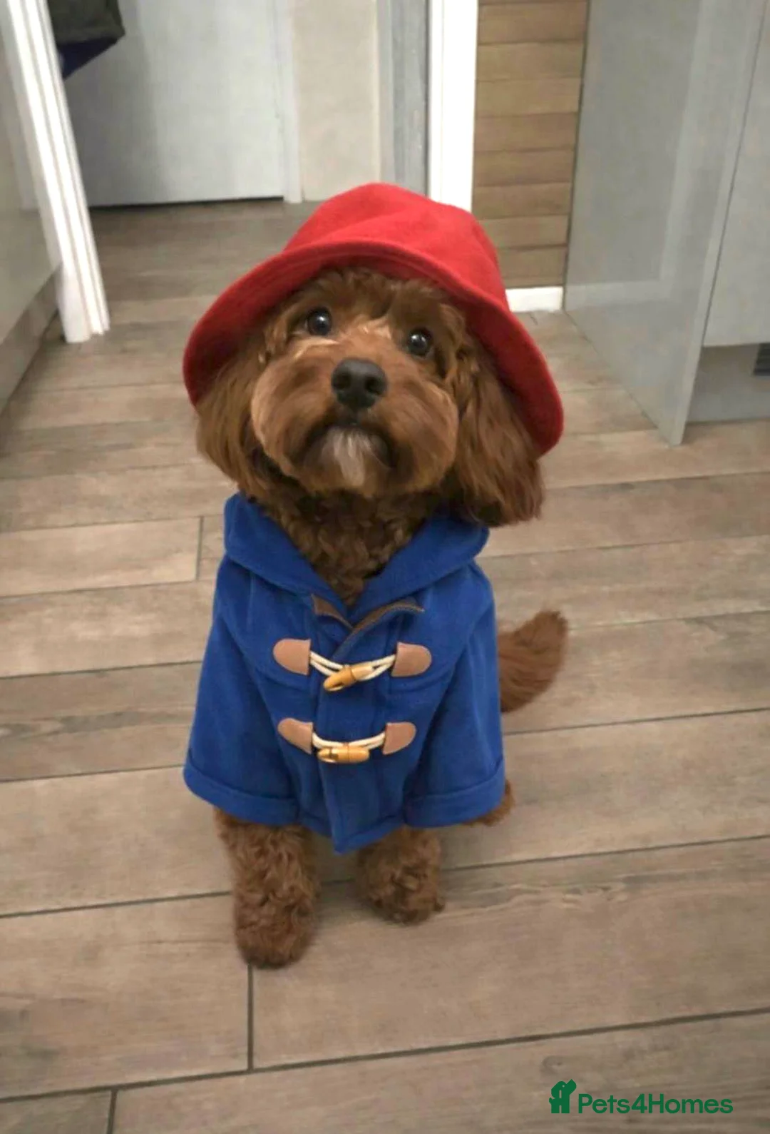 Cavapoo dogs for sale: Toy red Cavapoo pups.  5* Council Registered  - Advert 1