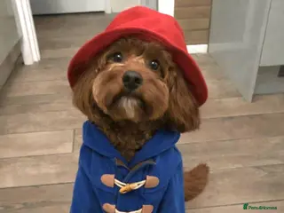 Cavapoo dogs Toy red Cavapoo pups. 5* Council Registered - Advert 11