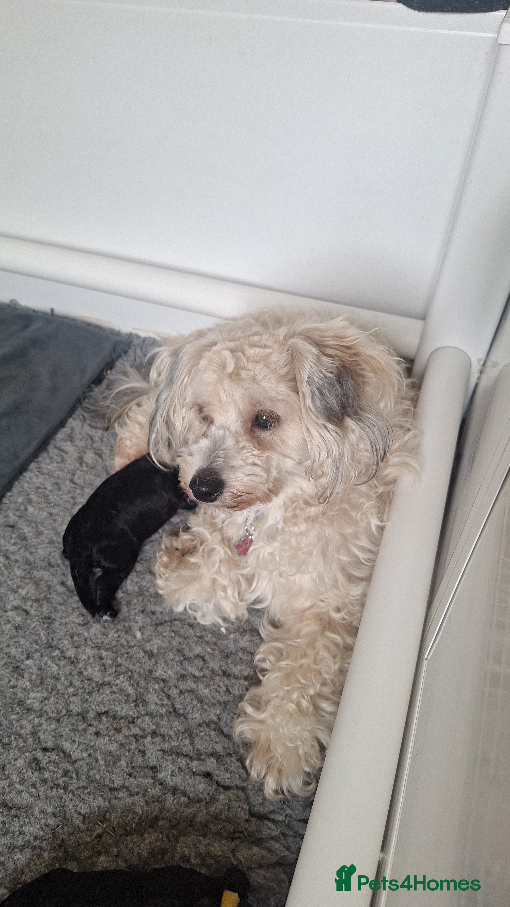 Maltipoo dogs Gorgeous F1B Maltipoo Puppies - Advert 3
