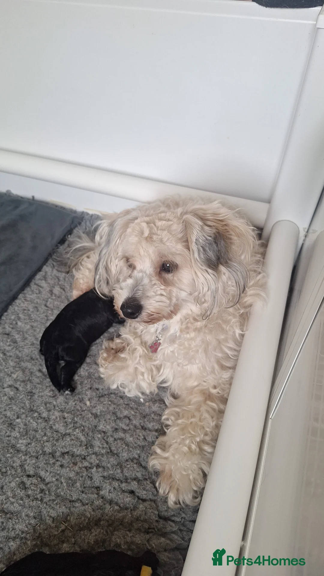 Maltipoo dogs for sale: Gorgeous F1B Maltipoo Puppies in Crewe - Advert 1