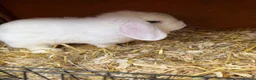 Mixed Breed rabbits for sale: Mixed rabbits for sale  - Advert 6
