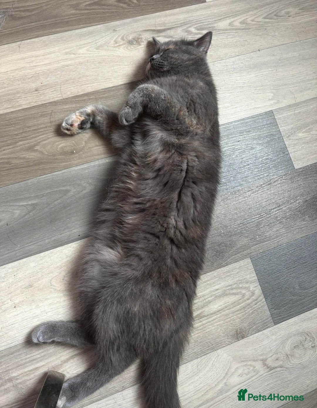 Mixed Breed cats for sale: Beautiful Indoor 2 Year Old Persian/Russian Blue - Advert 6