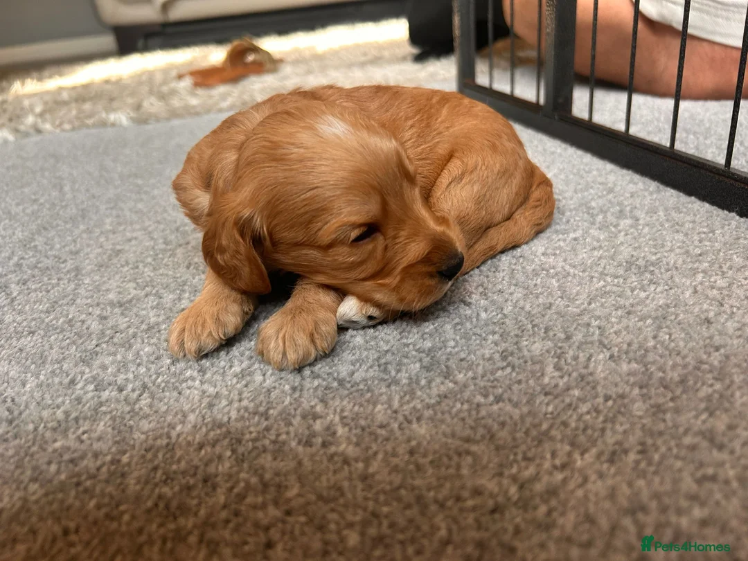 Cockapoo dogs for sale: Beautiful F1 cockapoos - Advert 38