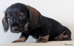 Dachshund dogs for sale: Teckel Pups - Advert 2