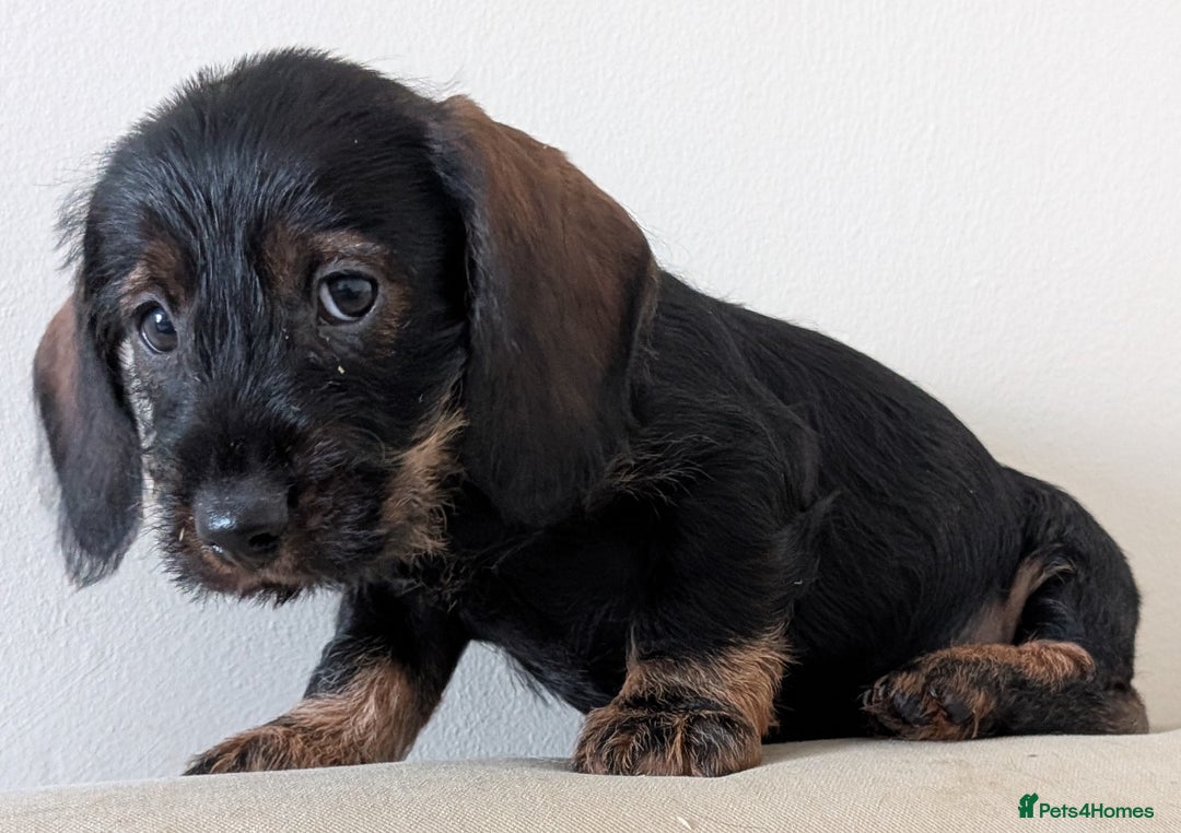 Dachshund dogs for sale: Teckel Pups - Advert 2