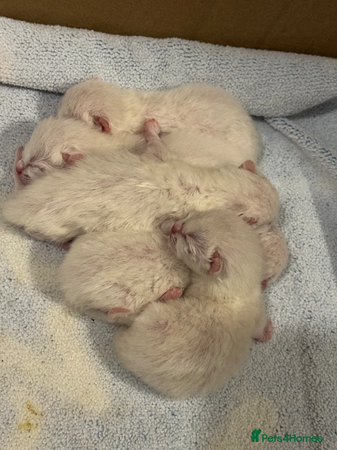 Ragdoll cats for sale: Beautiful Ragdoll / British shorthair kittens in Liverpool - Advert 2