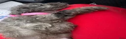 Cockapoo dogs for sale: Stunning Cockapoo puppies  - Advert 18