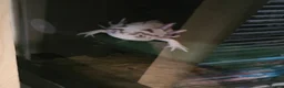 Axolotl reptiles for sale: Open to offers  in Leicester - Advert 3