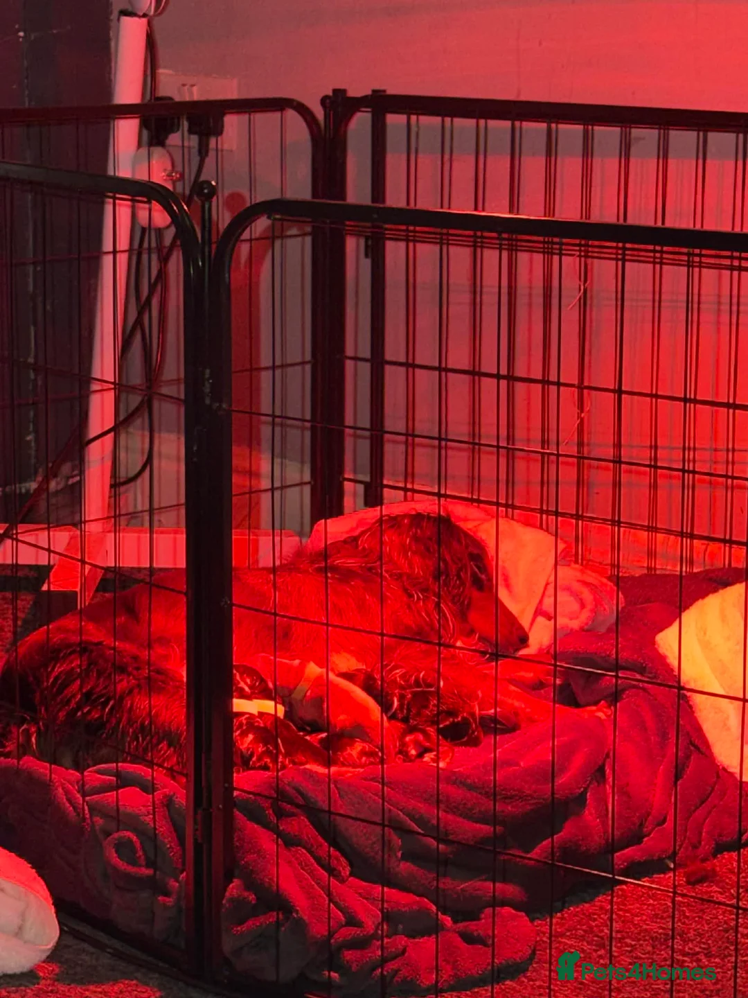 Cocker Spaniel dogs for sale: Working Cocker Spaniel puppies🩷  - Advert 5