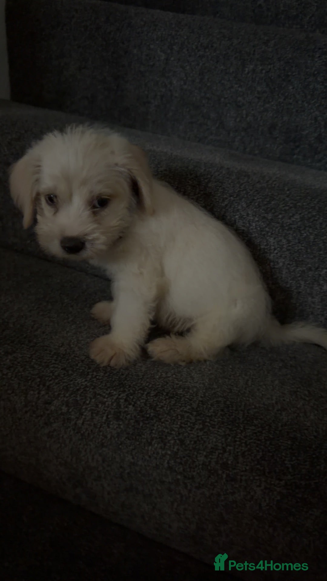 Jackapoo dogs Beautiful jackapoo boy  - Advert 10