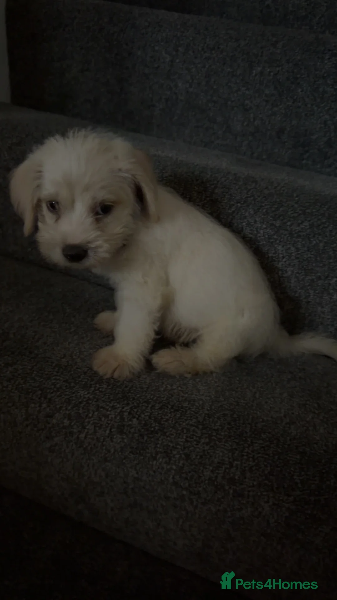 Jackapoo dogs for sale: Beautiful jackapoo boy  in Southsea - Advert 1