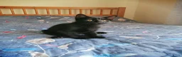 Mixed Breed cats for sale: Clever kittens - Advert 3