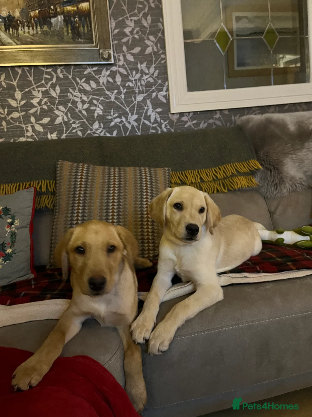 Labrador Retriever dogs for sale: Stunning Labrador pedigree puppies  - Advert 32