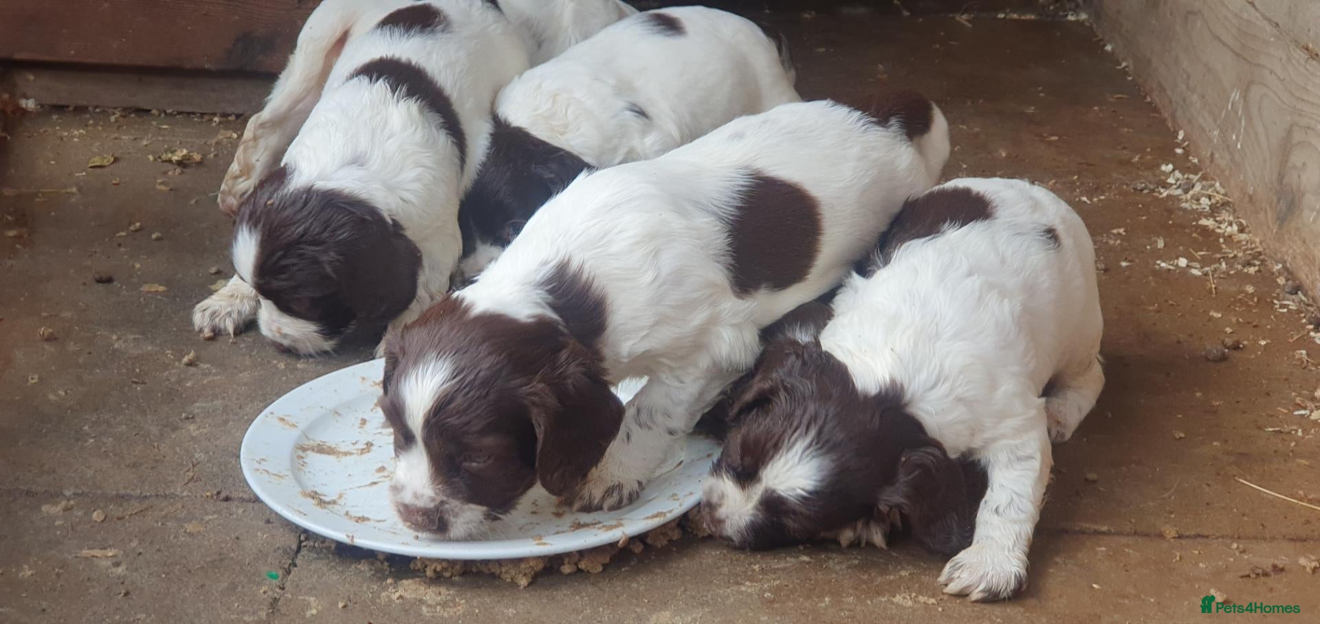 English Springer Spaniel dogs for sale: Beautiful springer spaniel puppies - Advert 2