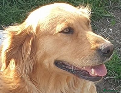 Golden Retriever dogs 0-0 Golden Retriever - Advert 1