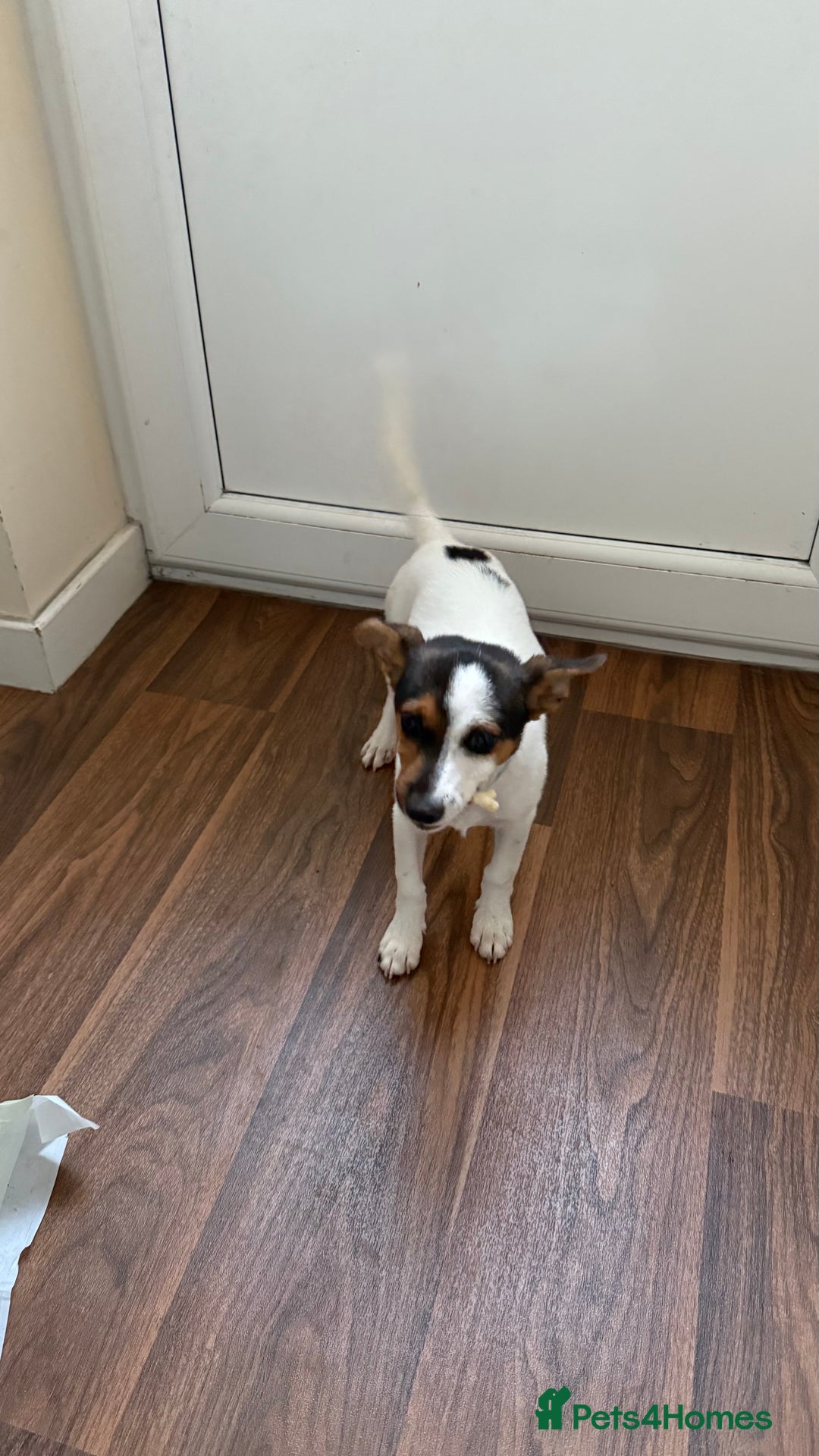 Jack Russell dogs for sale: Jack Russell puppy  - Image 3