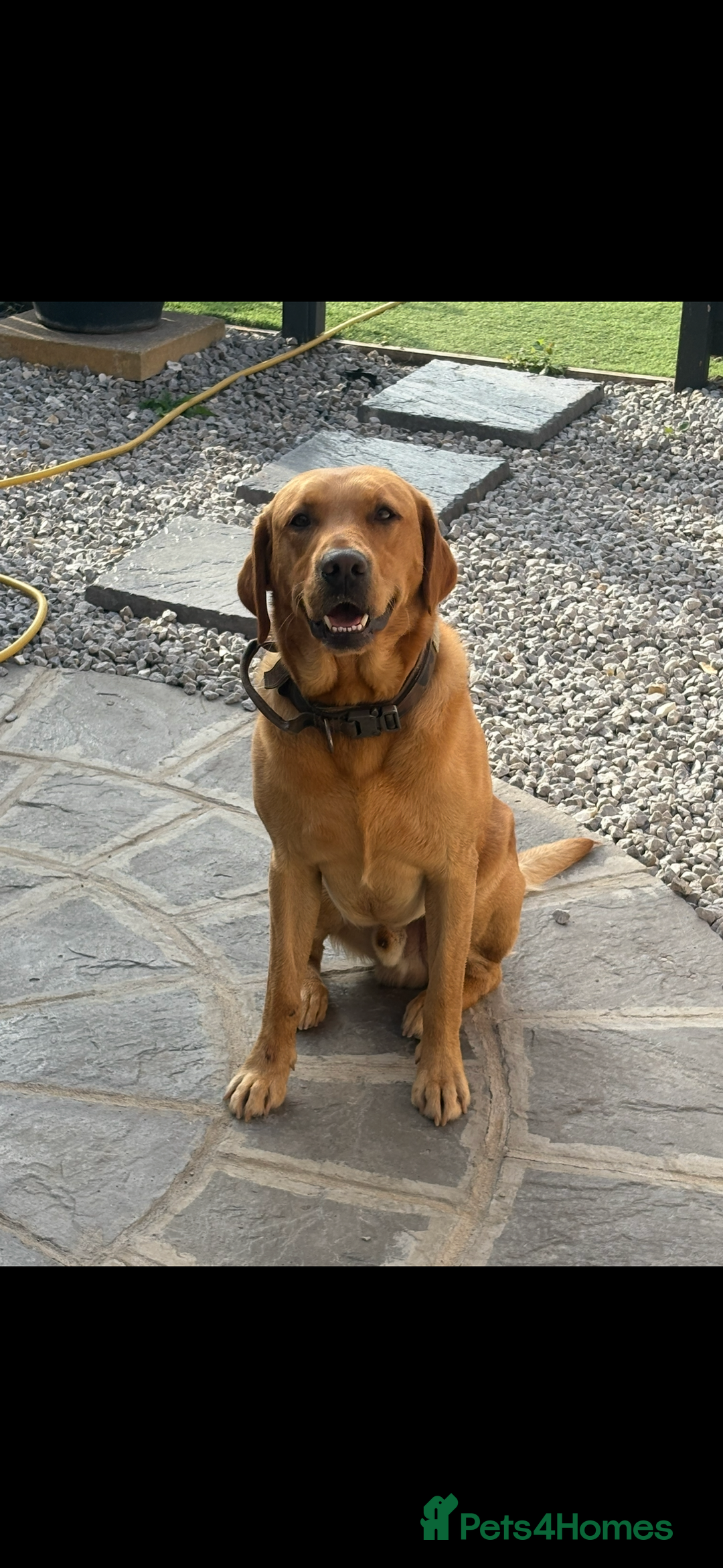 Labrador Retriever dogs for stud: Labrador retriever for stud  - Advert 3