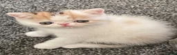 Exotic cats for sale: Gorgeous GCCF reg. kittens from Champions parents  - Advert 21