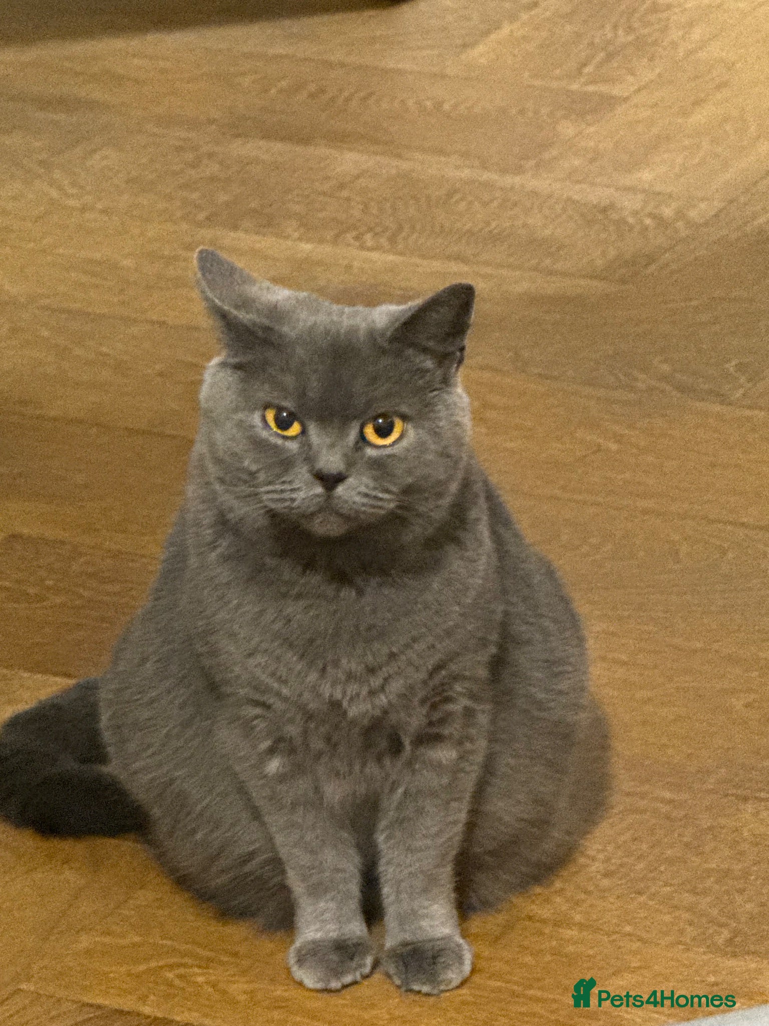 British Shorthair cats Beautiful British blue babies  - Advert 18