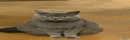 British Shorthair cats for sale: Beautiful British blue babies  - Advert 1