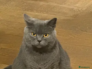 British Shorthair cats Beautiful British blue babies - Advert 4