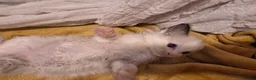 Ragdoll cats for sale: 🩵 6 Beautiful pure ragdolls 🩷 - Advert 32