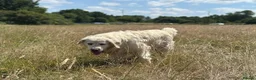 Golden Retriever dogs for sale: Golden Retriever 2 Year Old Loving Home Wanted  - Advert 8