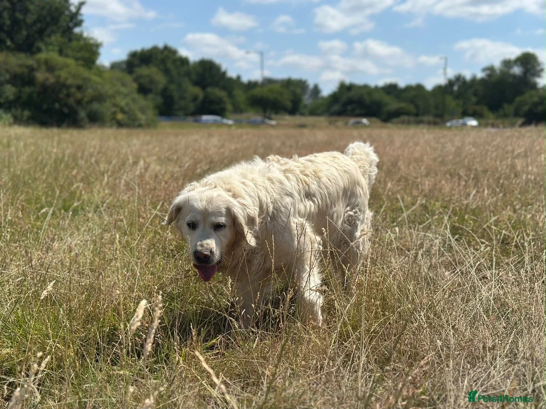Golden Retriever dogs for sale: Golden Retriever 2 Year Old Loving Home Wanted  - Advert 8
