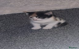 Mixed Breed cats for sale: Kittens for sale - Image 15