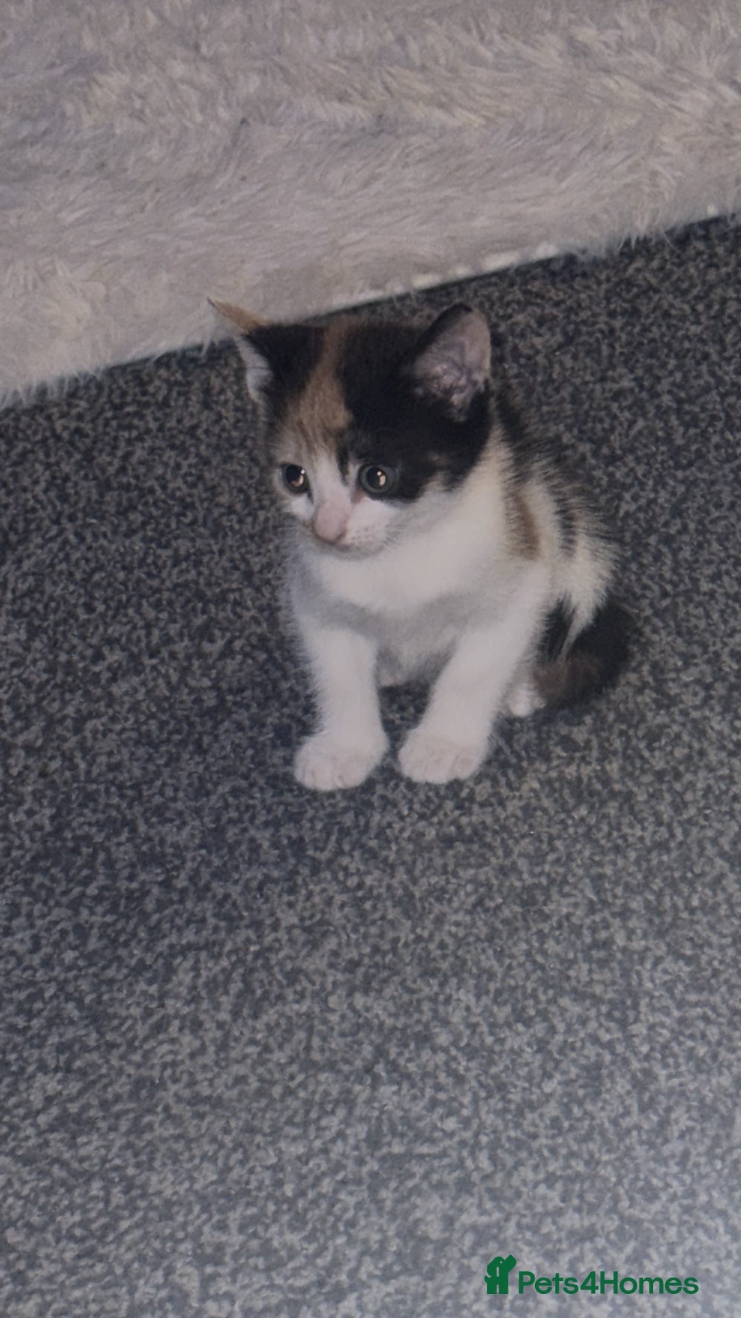 Mixed Breed cats for sale: Kittens for sale - Image 15