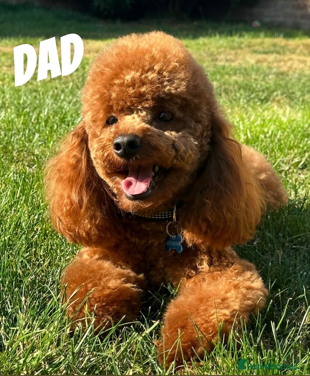 Cockapoo dogs for sale: F1b cockapoo puppies  - Image 4