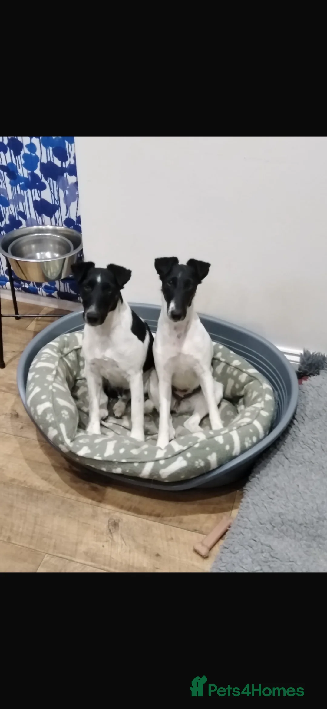 Fox Terrier dogs for sale: Smooth Fox Terrier - Advert 3