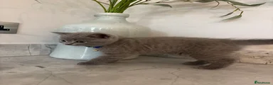 British Shorthair 3