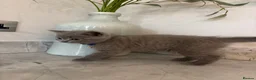 British Shorthair cats for sale: Betsy’s (Scottish fold) babies (British shorthair) in Tadcaster - Advert 3