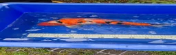 Koi Carp fish for sale: Pond closure - Advert 34