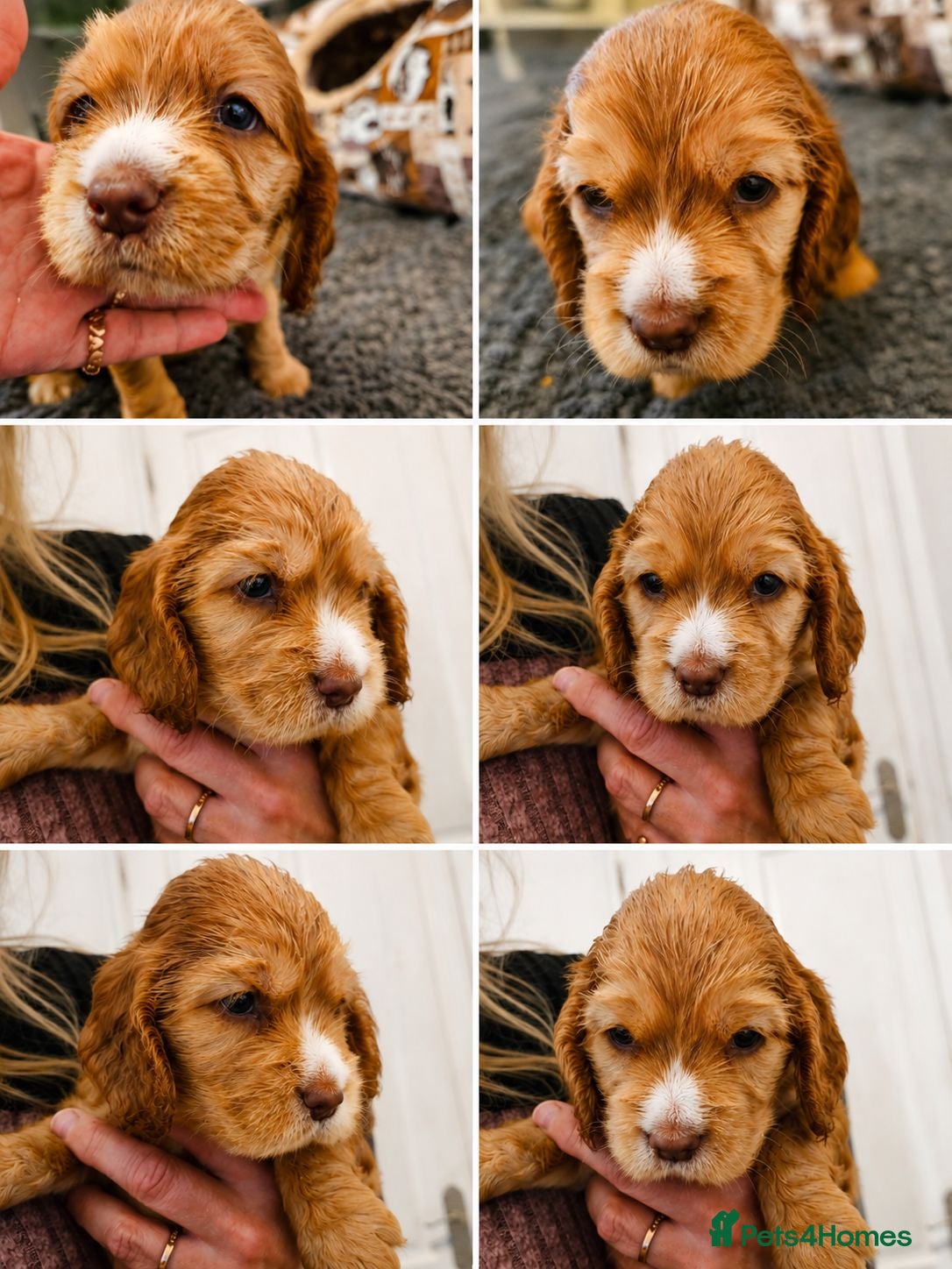 Cocker Spaniel dogs KC Reg Chocolate Sable Show Cocker Puppies - Advert 15